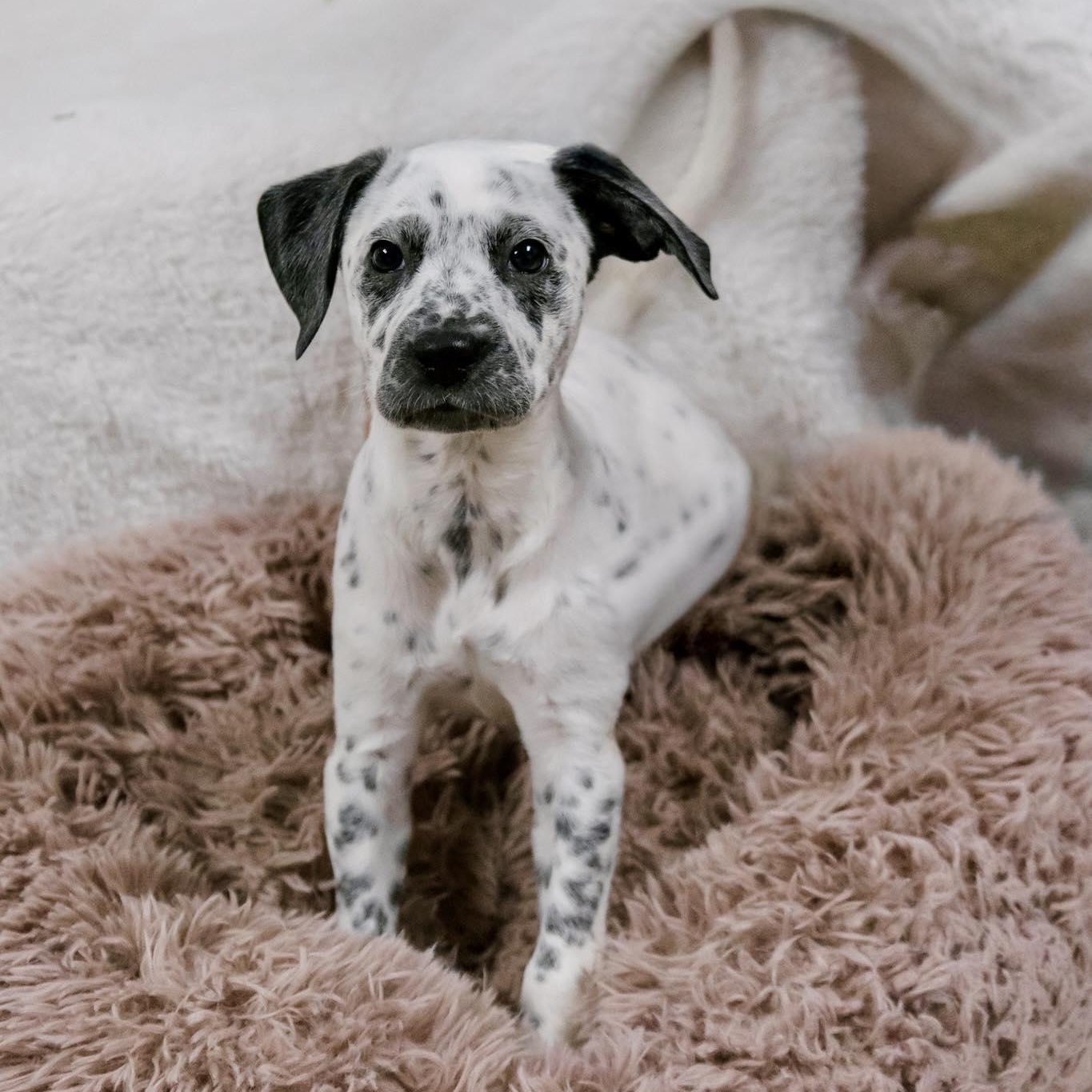 Enlarge Pepper, a ADOPTABLE Dalmatian in Valparaiso, IN image 1/2