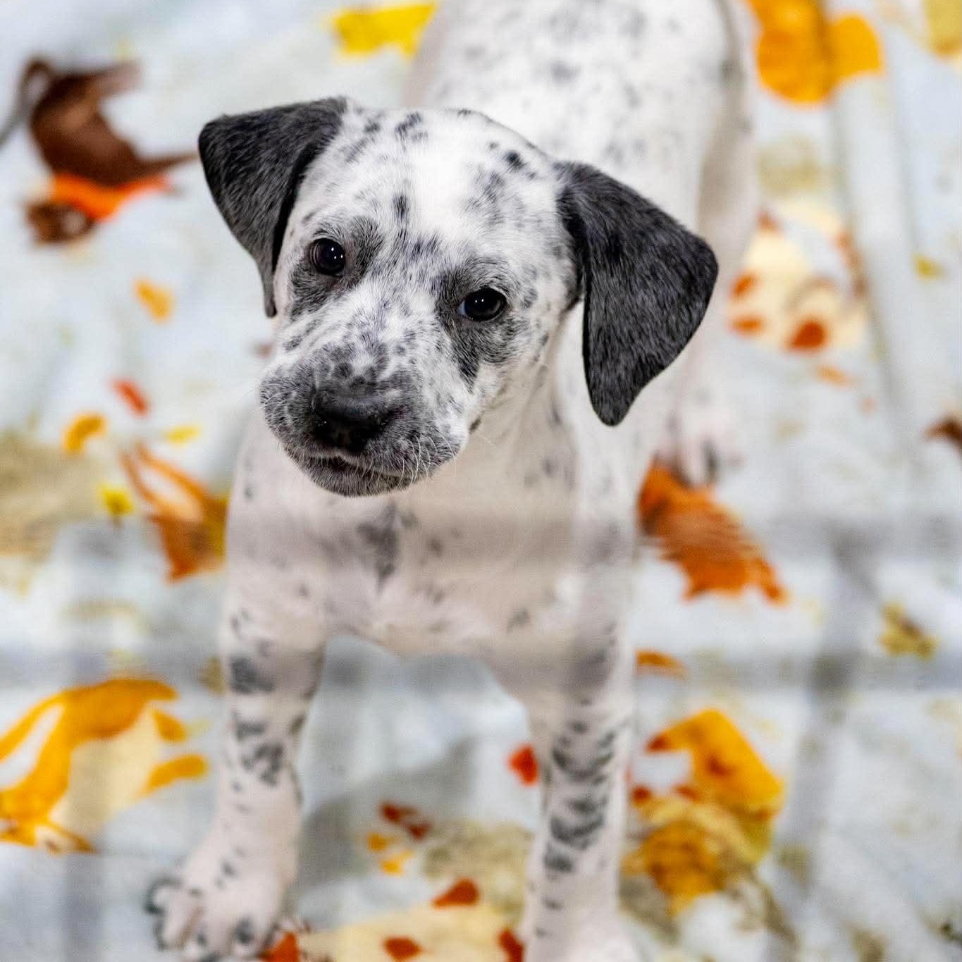 Enlarge Pepper, a ADOPTABLE Dalmatian in Valparaiso, IN image 2/2