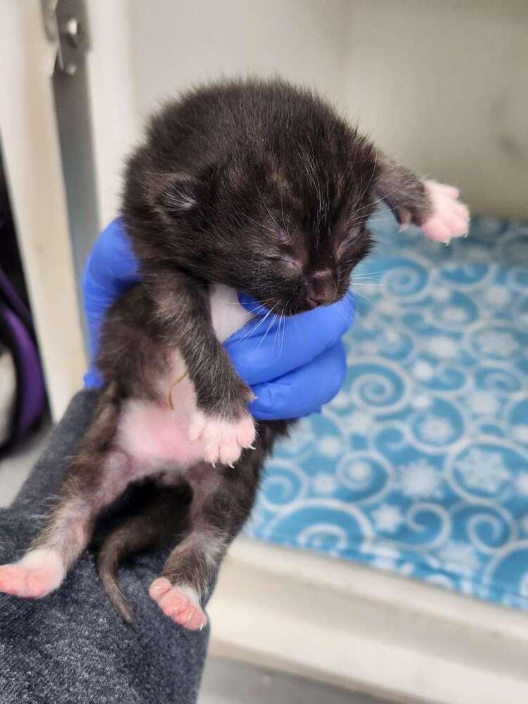 Jesse James, Adoptable, Kitten Male Domestic Short Hair.