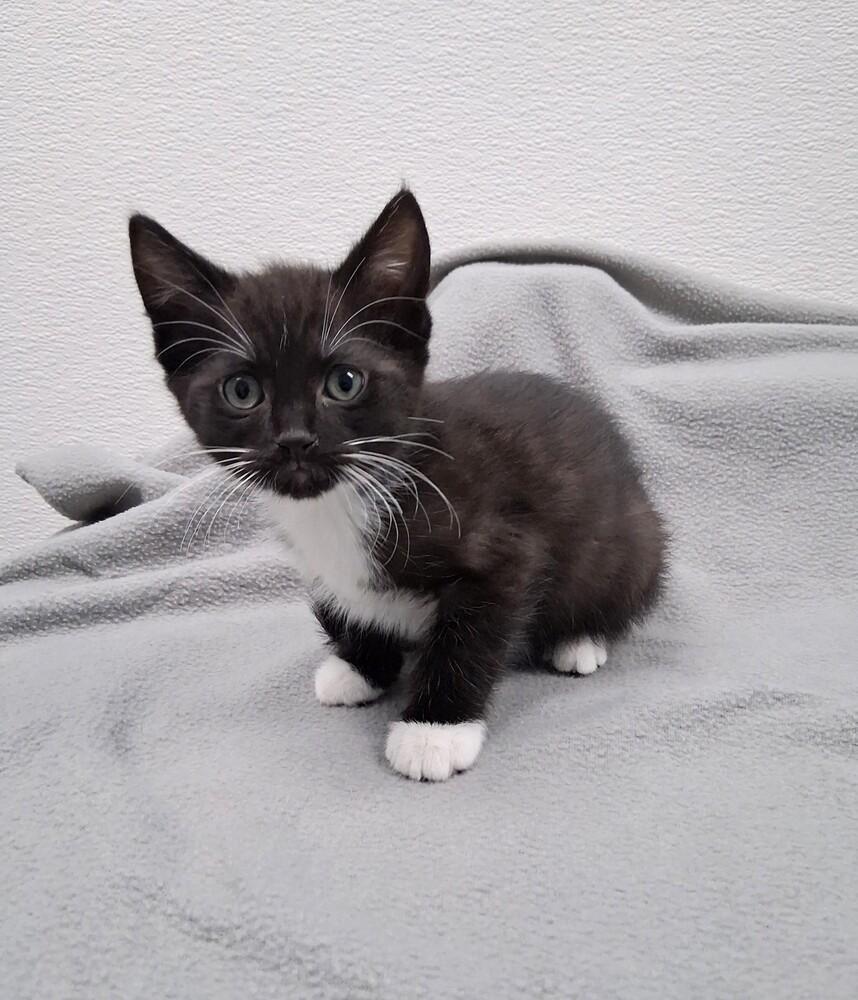 Enlarge Jesse James, a Adoptable Domestic Short Hair in Westfield, WI image 2/2
