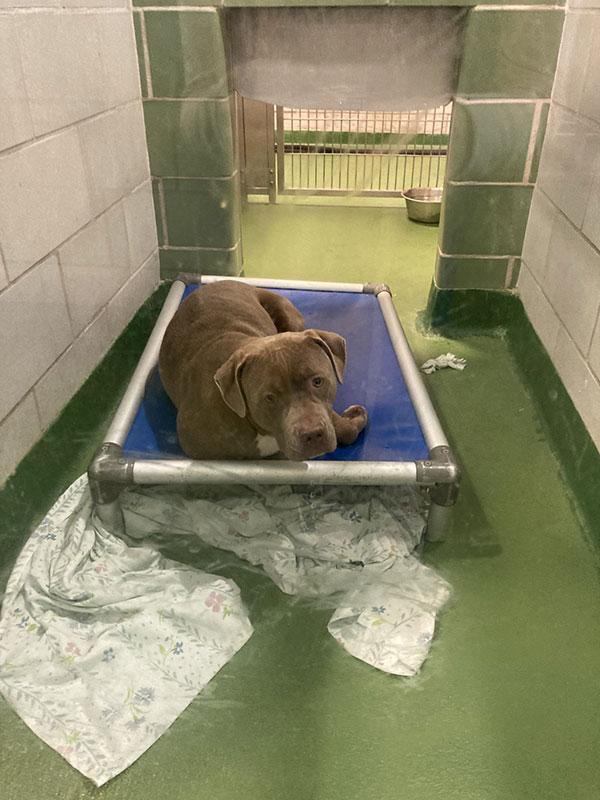 Lily **Courtesy Post. Out of town pet. See below for details**, Adult Female Pit Bull Terrier