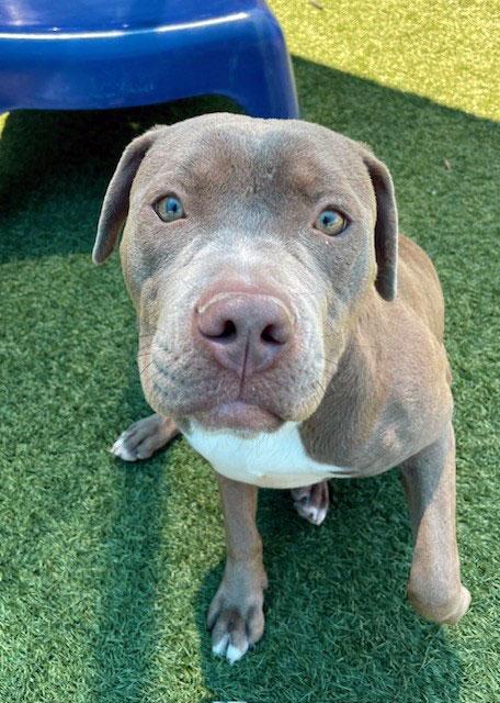 Lily **Courtesy Post. Out of town pet. See below for details**
