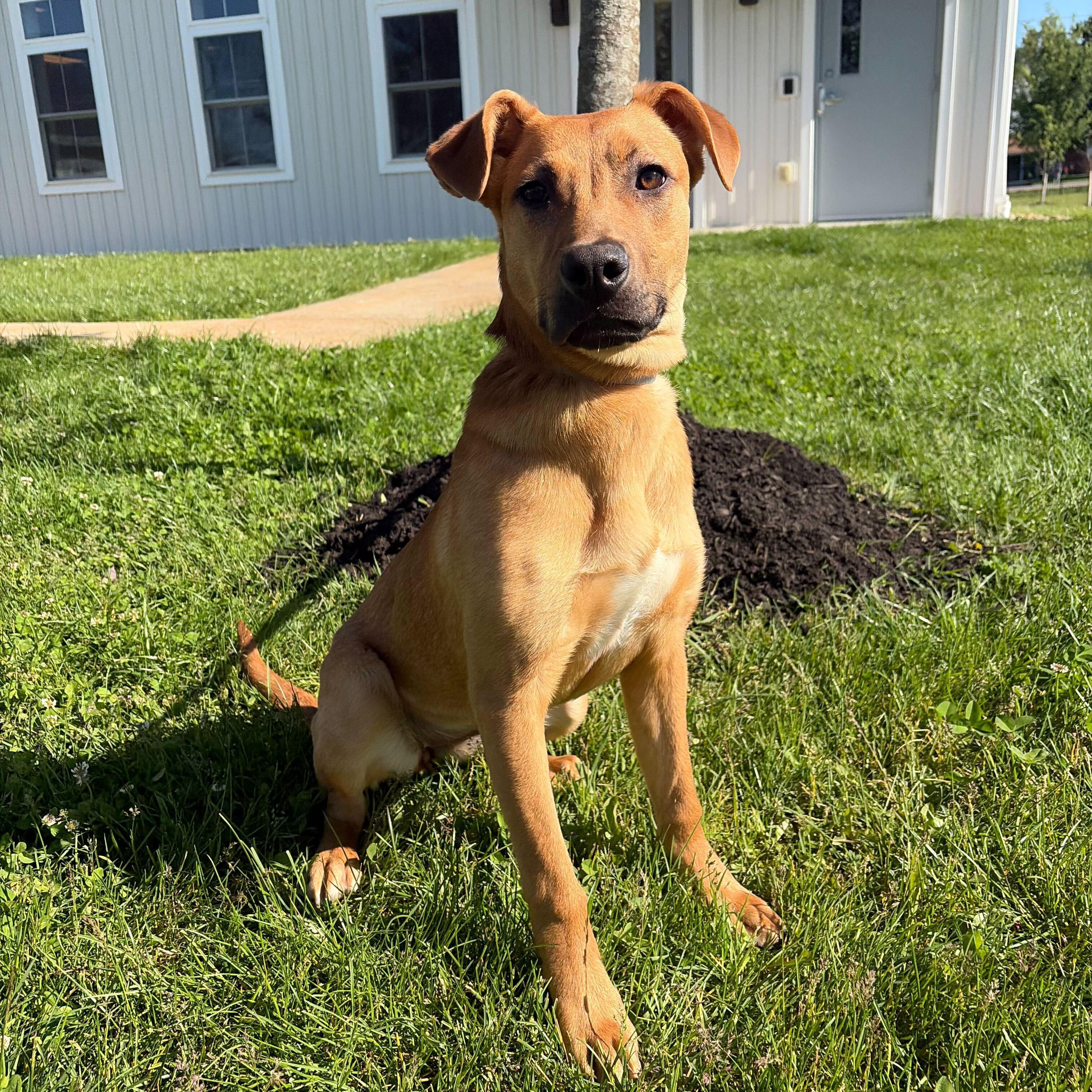 Dot, adoptable, Young Female Mixed Breed.