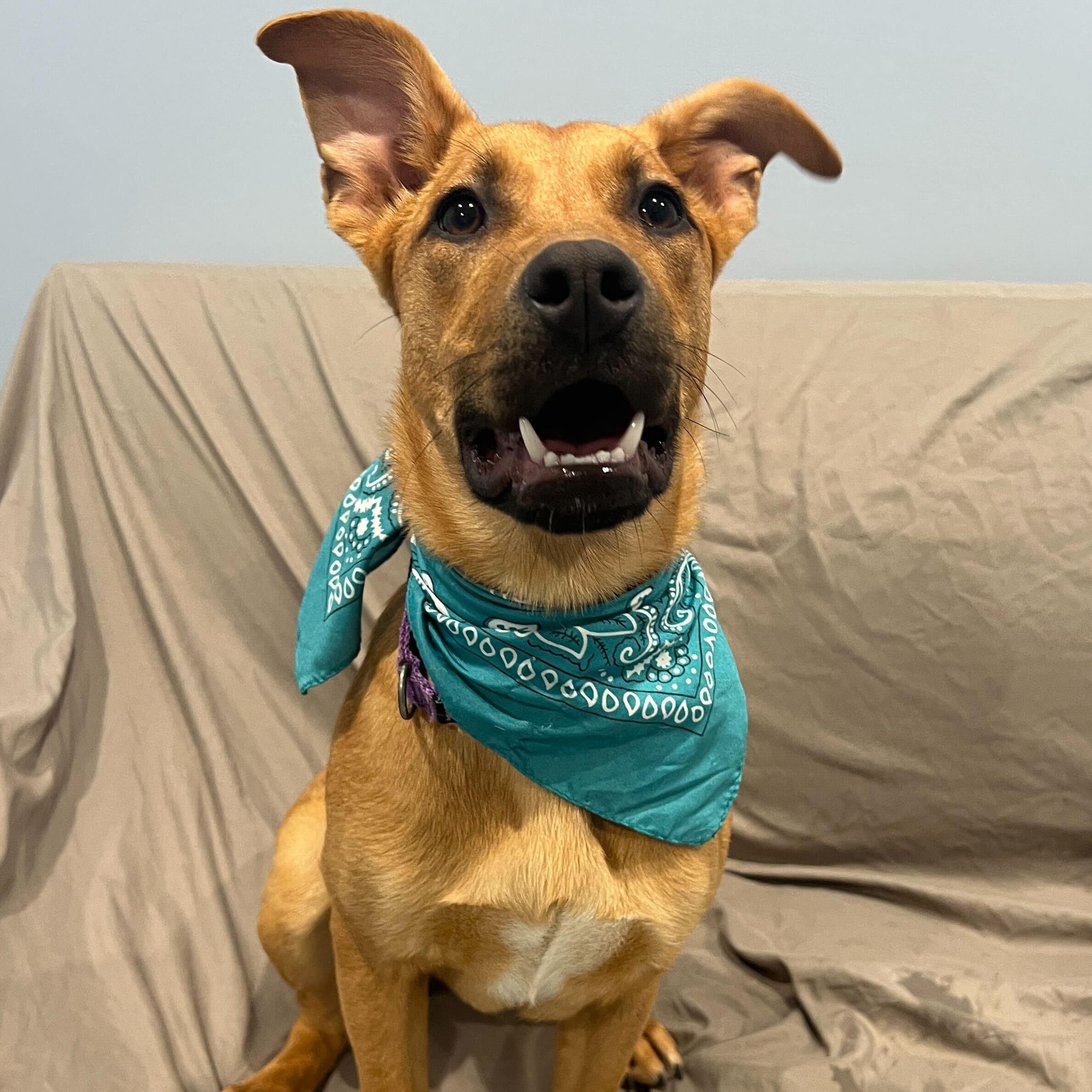 Enlarge Dot, a Adoptable Mixed Breed in Canal Winchester, OH image 1/3