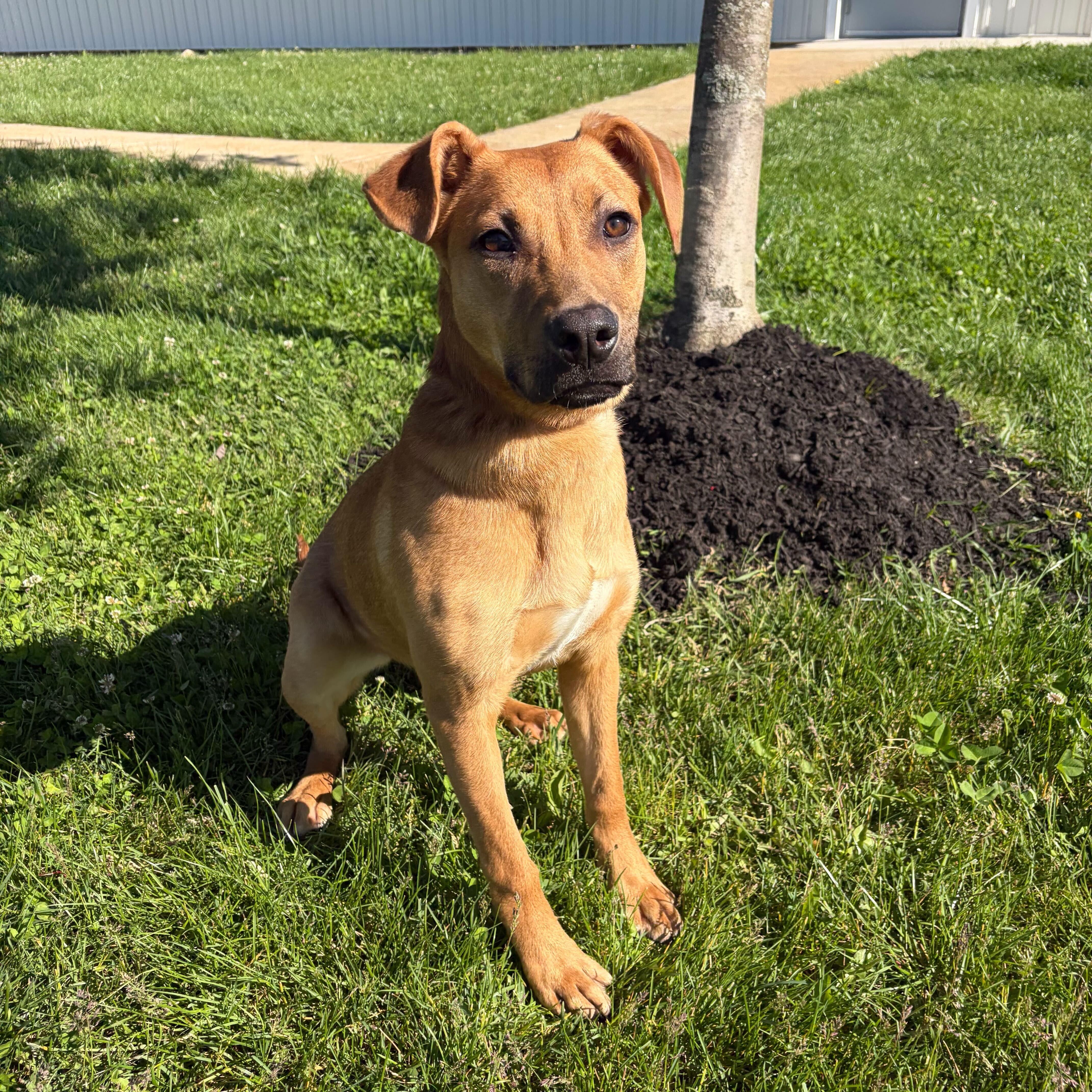 Enlarge Dot, an adoptable Mixed Breed in Canal Winchester, OH image 5/6