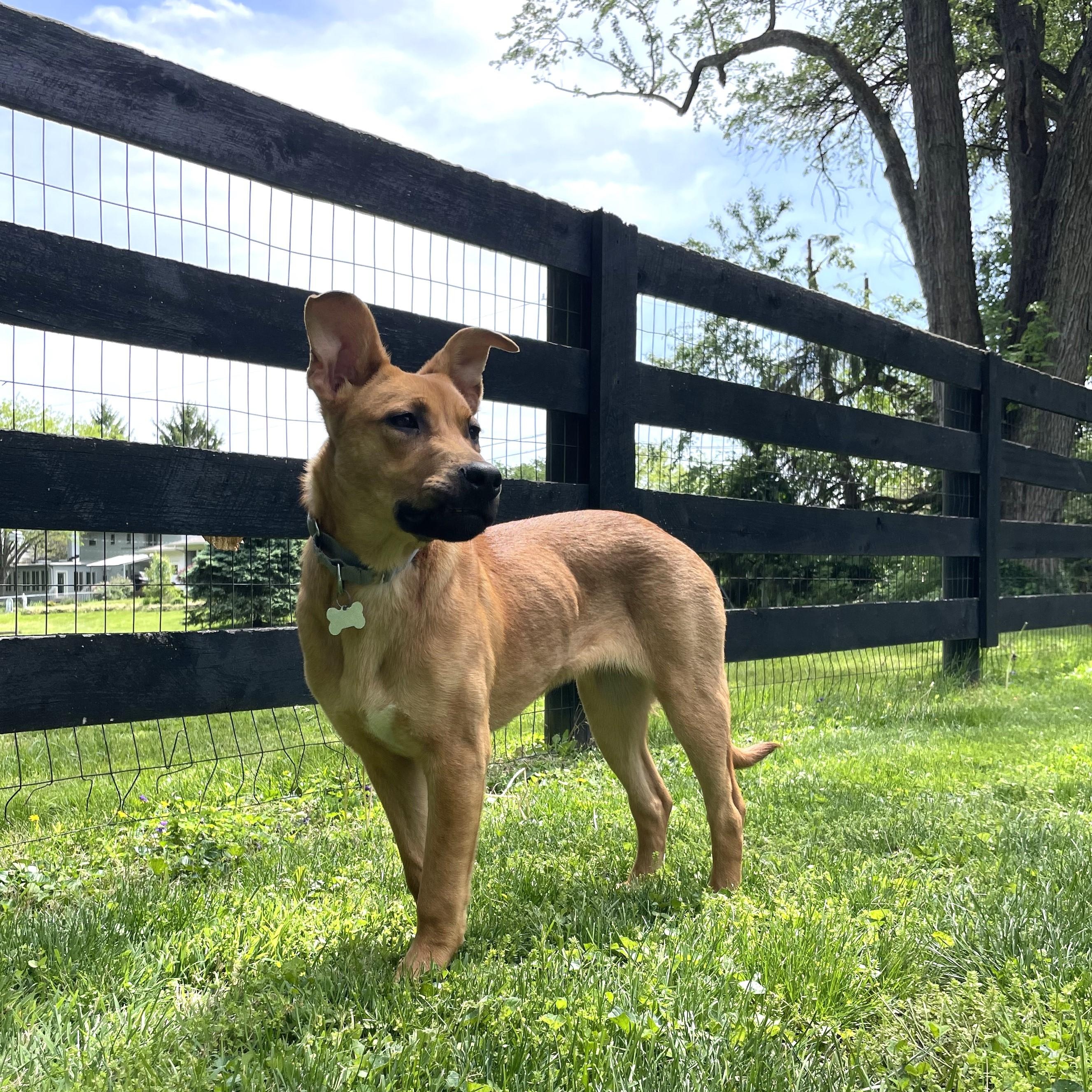 Enlarge Dot, an adoptable Mixed Breed in Canal Winchester, OH image 3/6