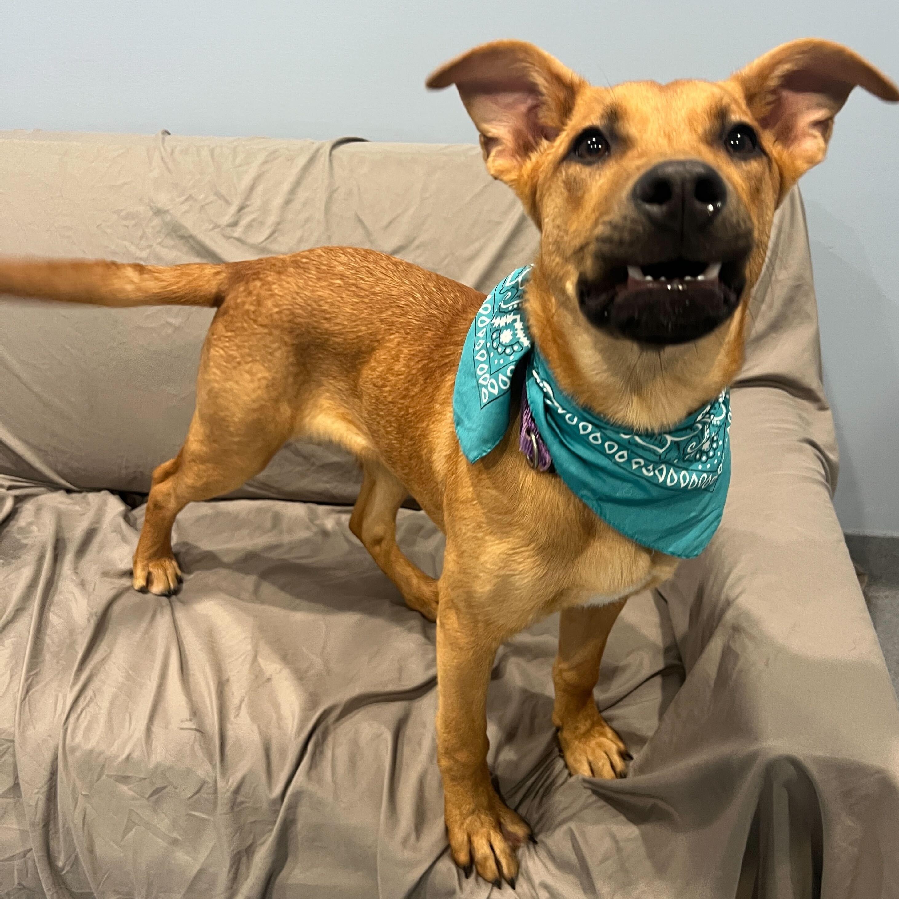 Enlarge Dot, a Adoptable Mixed Breed in Canal Winchester, OH image 3/3