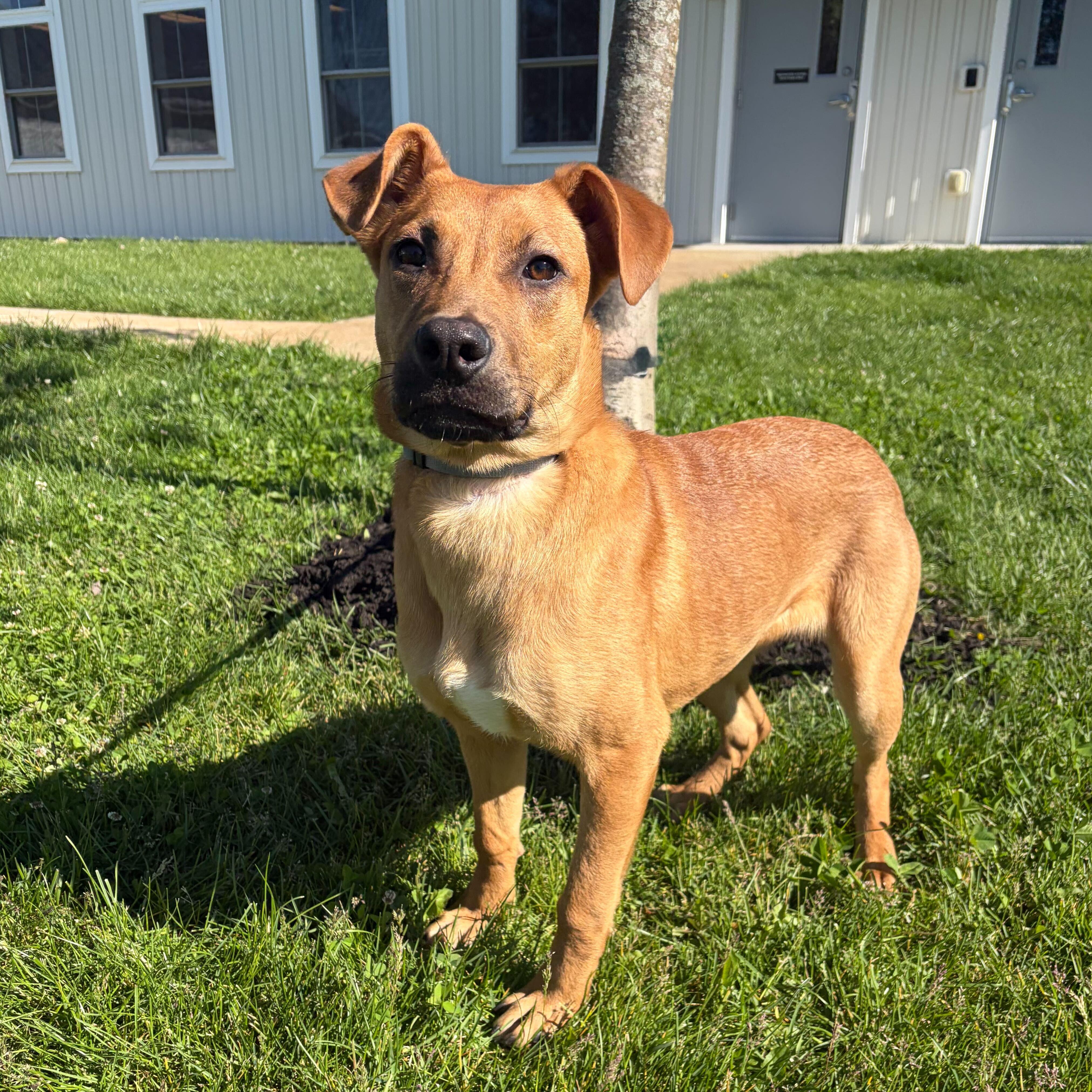 Enlarge Dot, an adoptable Mixed Breed in Canal Winchester, OH image 6/6