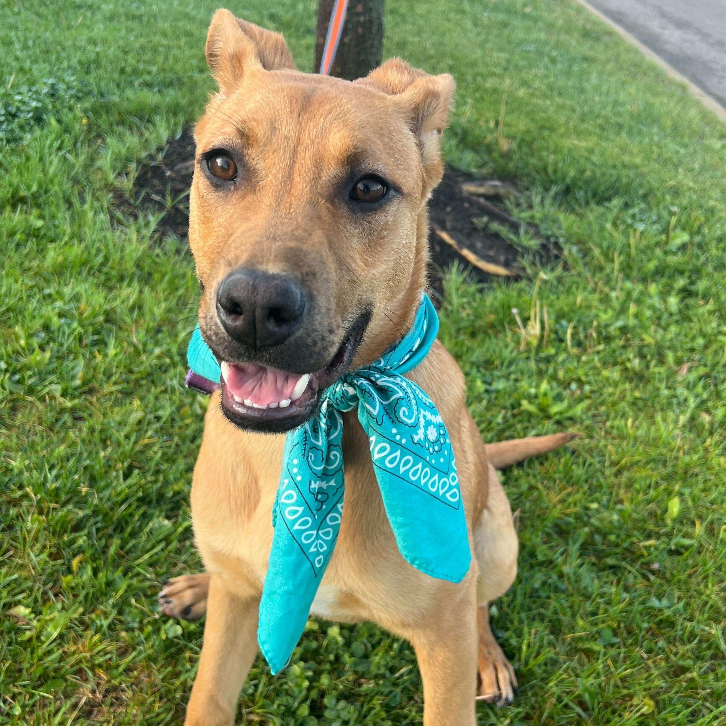 Enlarge Dot, a Adoptable Mixed Breed in Canal Winchester, OH image 2/3