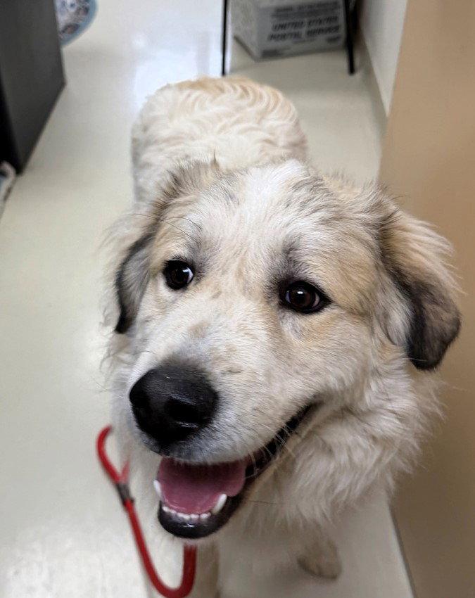 Loki, a Adopted Mixed Breed in Shelburne, VT image 1/2
