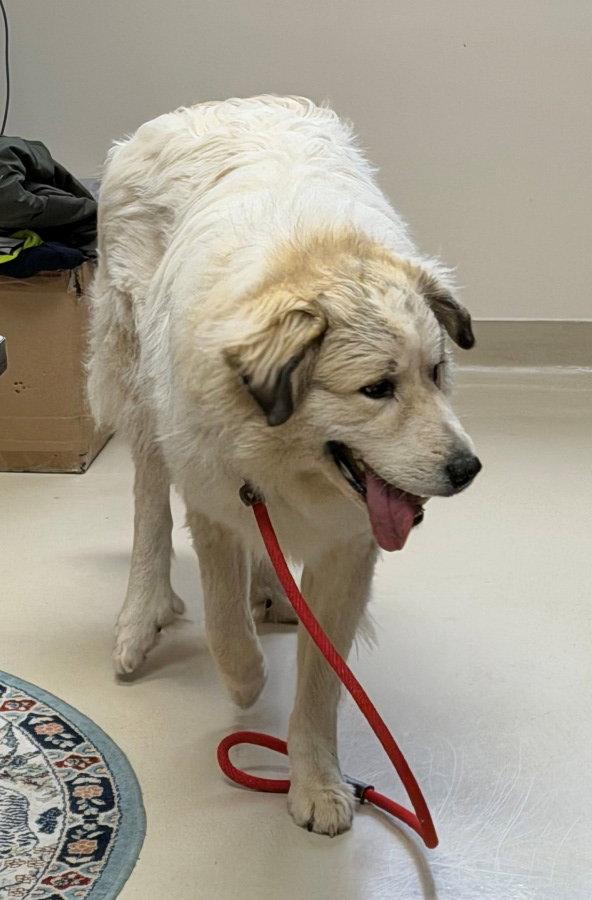 Loki, a Adopted Mixed Breed in Shelburne, VT image 2/2