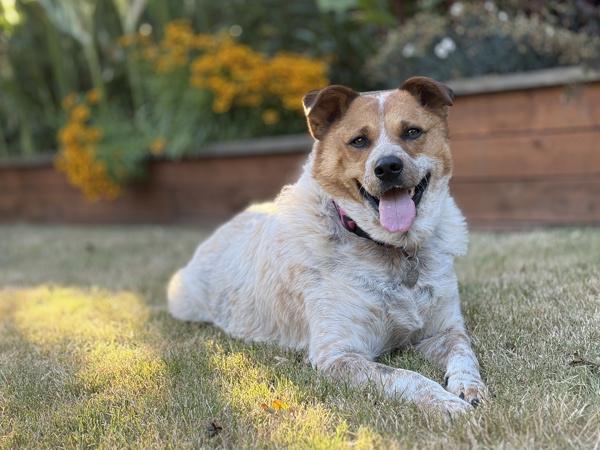 Lucille, a Adoptable mixed breed in Portland, OR image 1/2