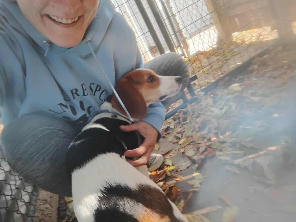 Enlarge Windy/Lady, a Adoptable Beagle in Peru, NY image 1/1