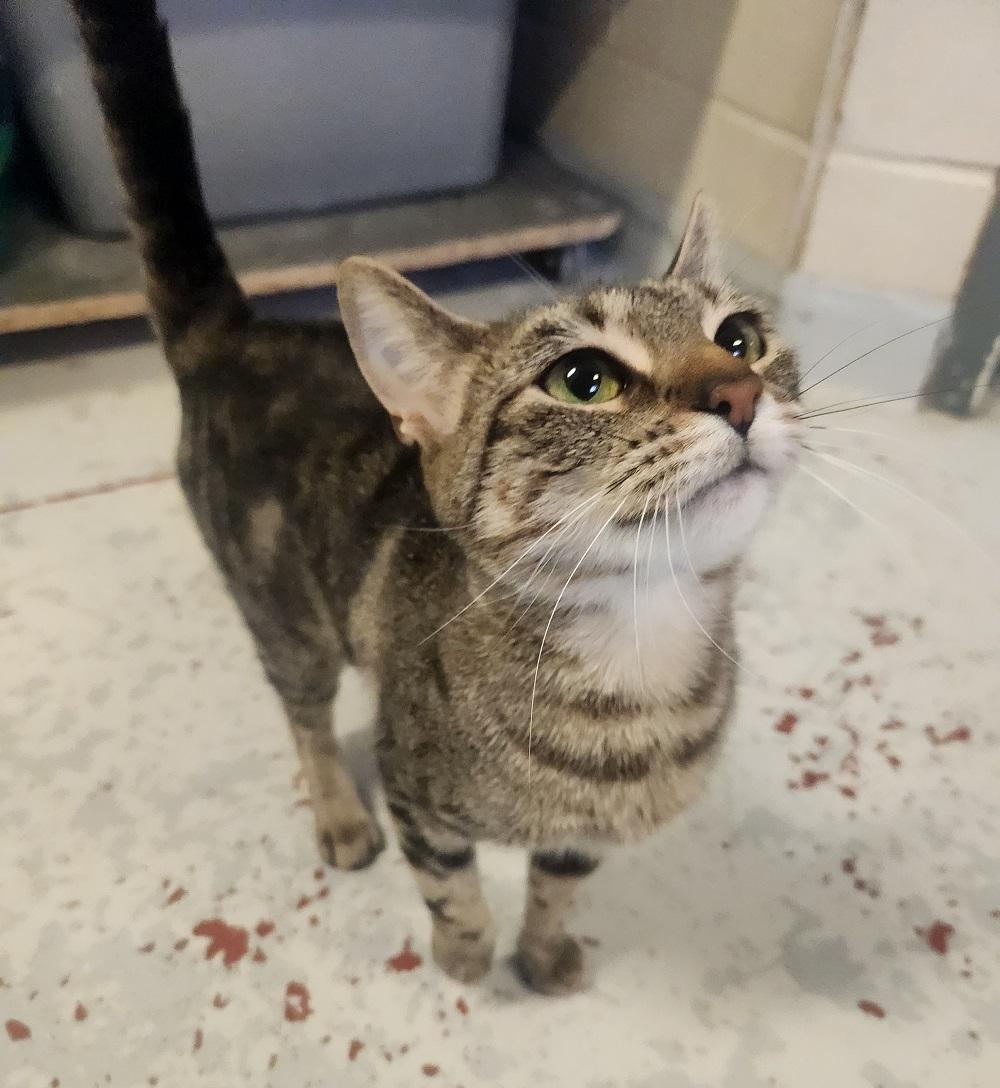 Honesty, Adult Female Domestic Short Hair