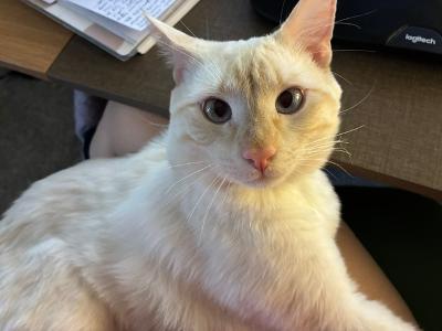 Maytag, ADOPTABLE, Young Male Domestic Short Hair.