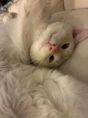 Maytag, a ADOPTABLE Domestic Short Hair in Las Vegas, NV image 2/5