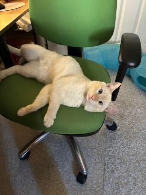 Maytag, a ADOPTABLE Domestic Short Hair in Las Vegas, NV image 4/5