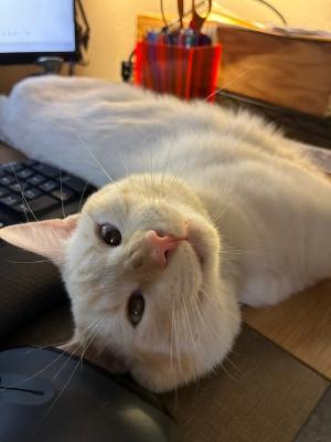 Maytag, a ADOPTABLE Domestic Short Hair in Las Vegas, NV image 5/5