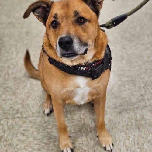 Walter, Adoptable, Adult Male Shepherd.