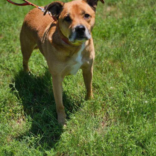 Enlarge Walter, a Adoptable Shepherd in Broken Arrow, OK image 2/5