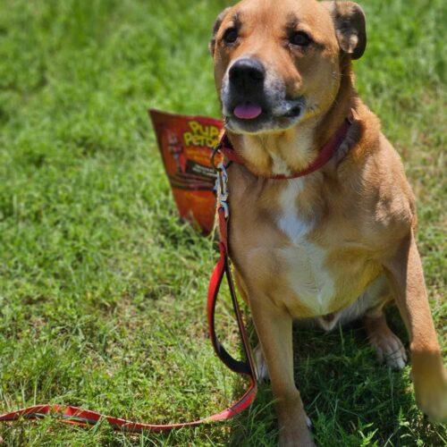 Enlarge Walter, a Adoptable Shepherd in Broken Arrow, OK image 3/5