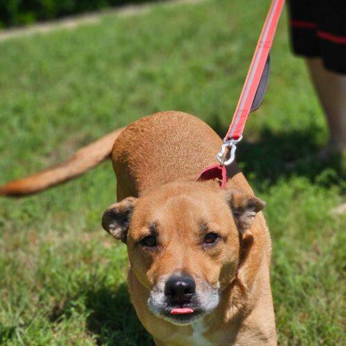 Enlarge Walter, a Adoptable Shepherd in Broken Arrow, OK image 4/5