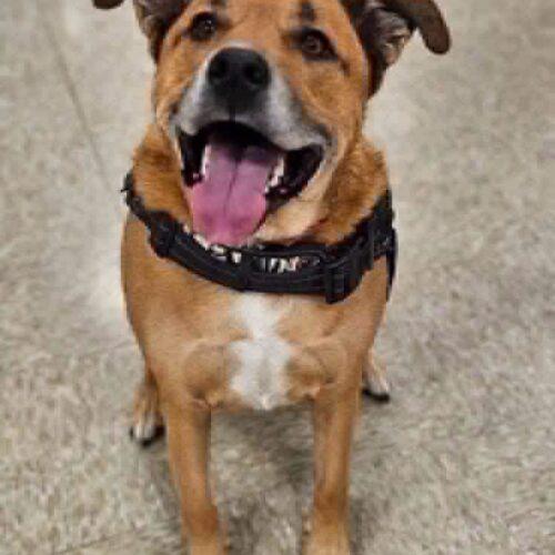 Enlarge Walter, a Adoptable Shepherd in Broken Arrow, OK image 5/5