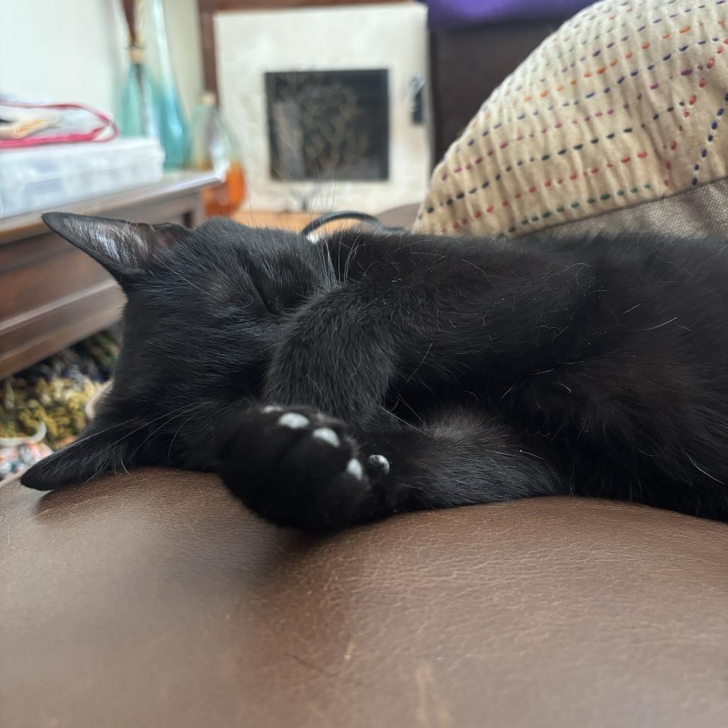 Bluejay, Adoptable, Adult Female Domestic Short Hair.