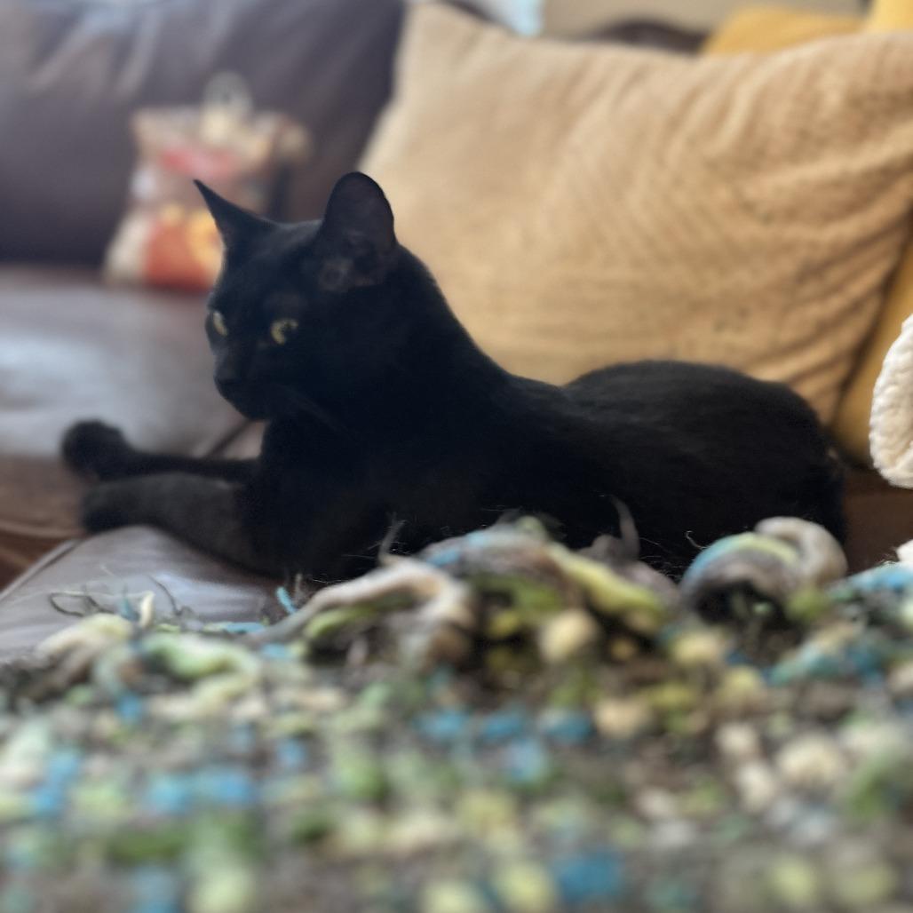 Enlarge Bluejay, a Adoptable Domestic Short Hair in Evanston, IL image 3/6