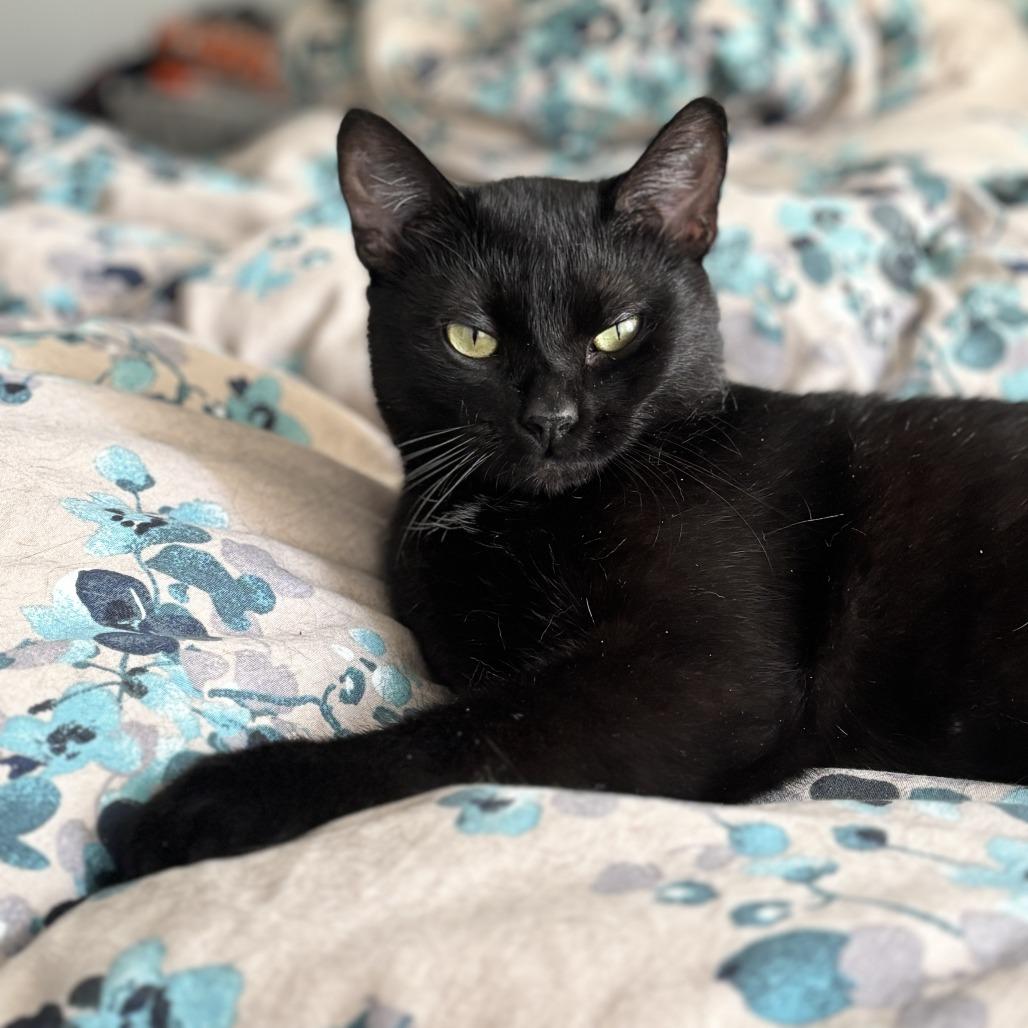 Enlarge Bluejay, a Adoptable Domestic Short Hair in Evanston, IL image 4/6