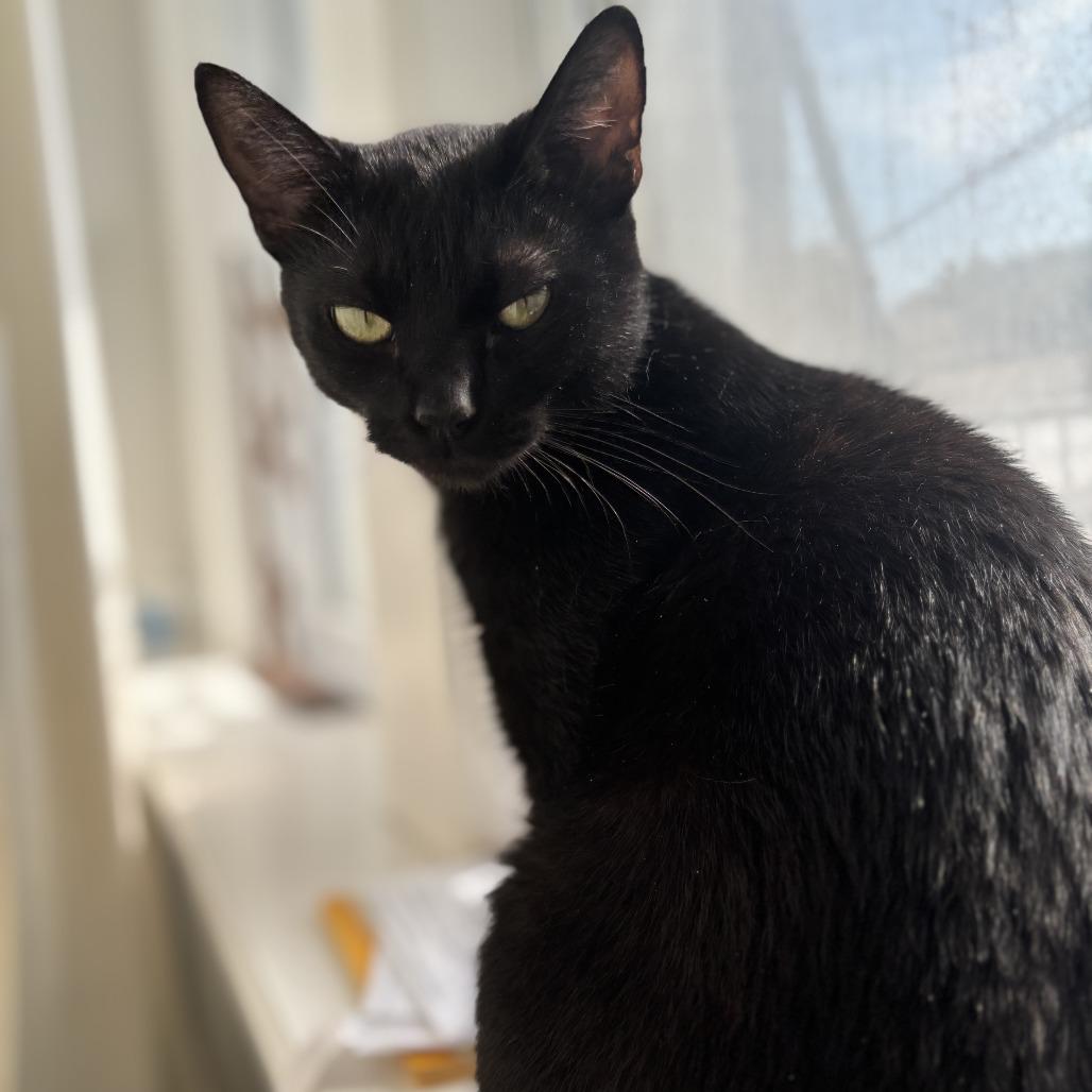 Enlarge Bluejay, a Adoptable Domestic Short Hair in Evanston, IL image 5/6