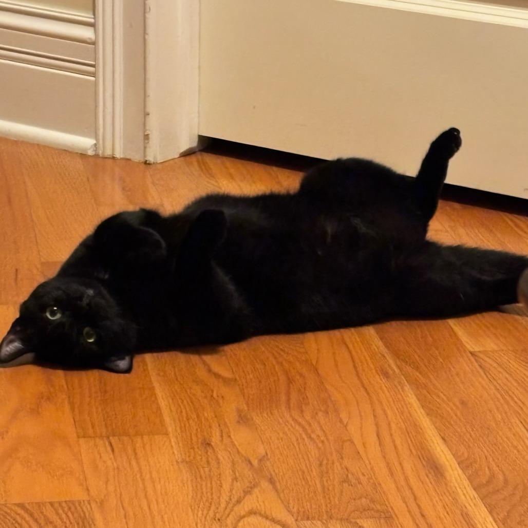 Enlarge Bluejay, a Adoptable Domestic Short Hair in Evanston, IL image 2/6