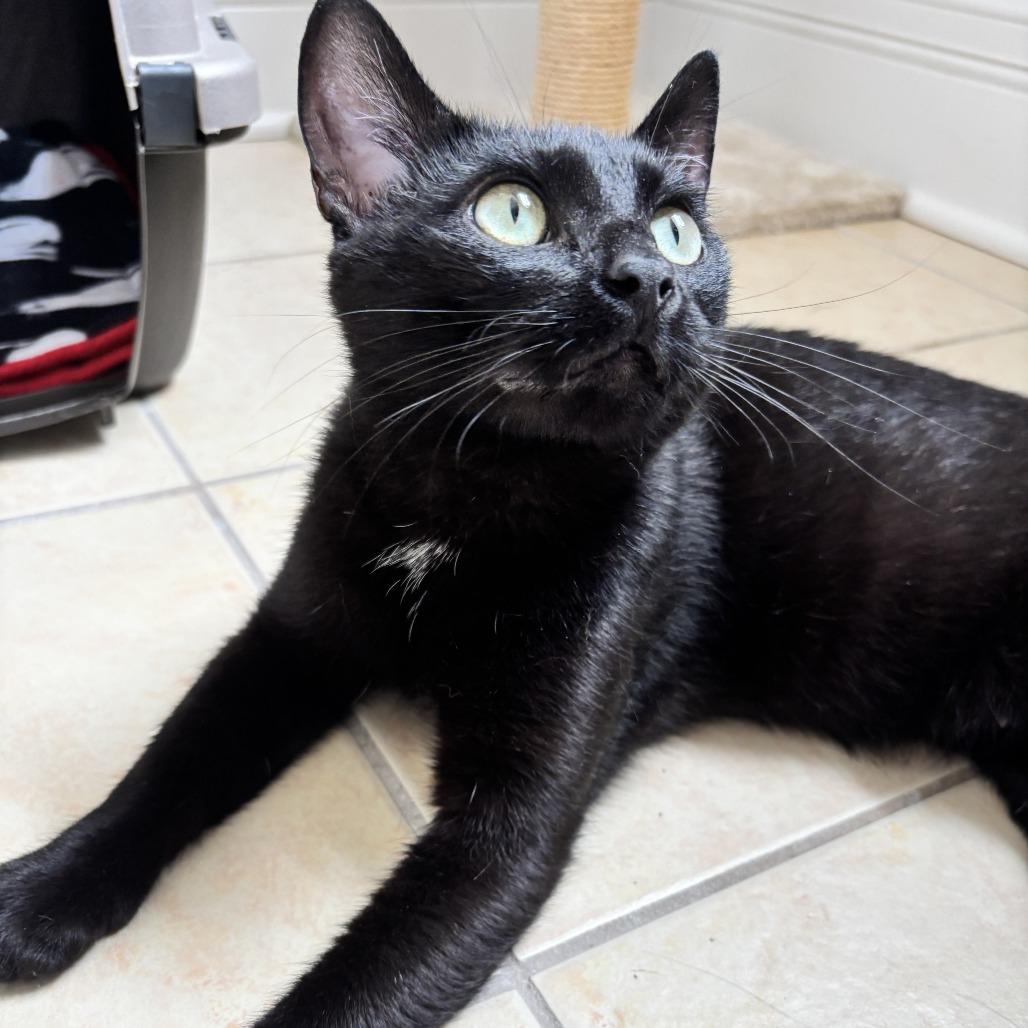 Enlarge Bluejay, a Adoptable Domestic Short Hair in Evanston, IL image 6/6
