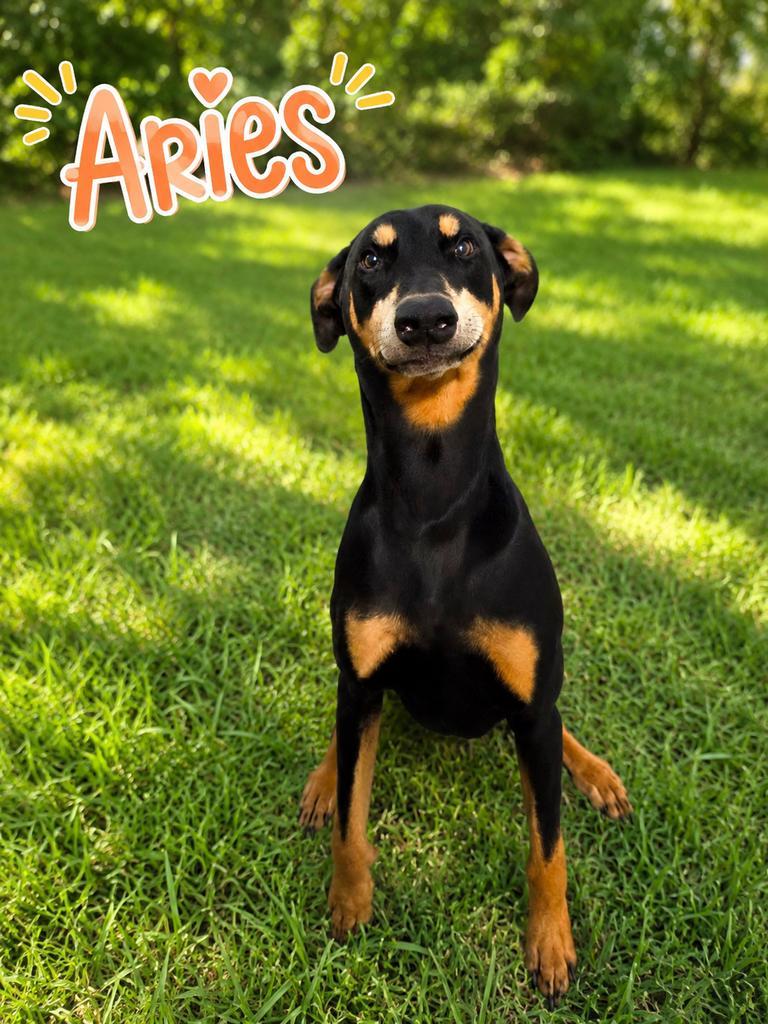 Aries, Adoptable, Adult Male Doberman Pinscher.