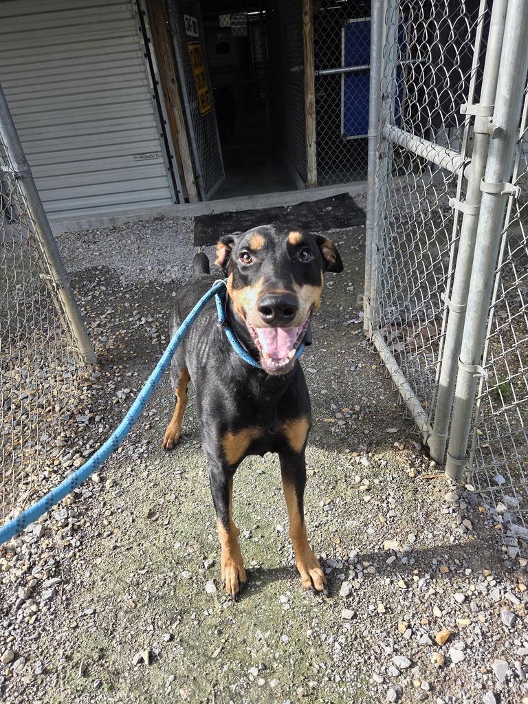 Enlarge Aries, a Adoptable Doberman Pinscher in Livingston, LA image 2/2