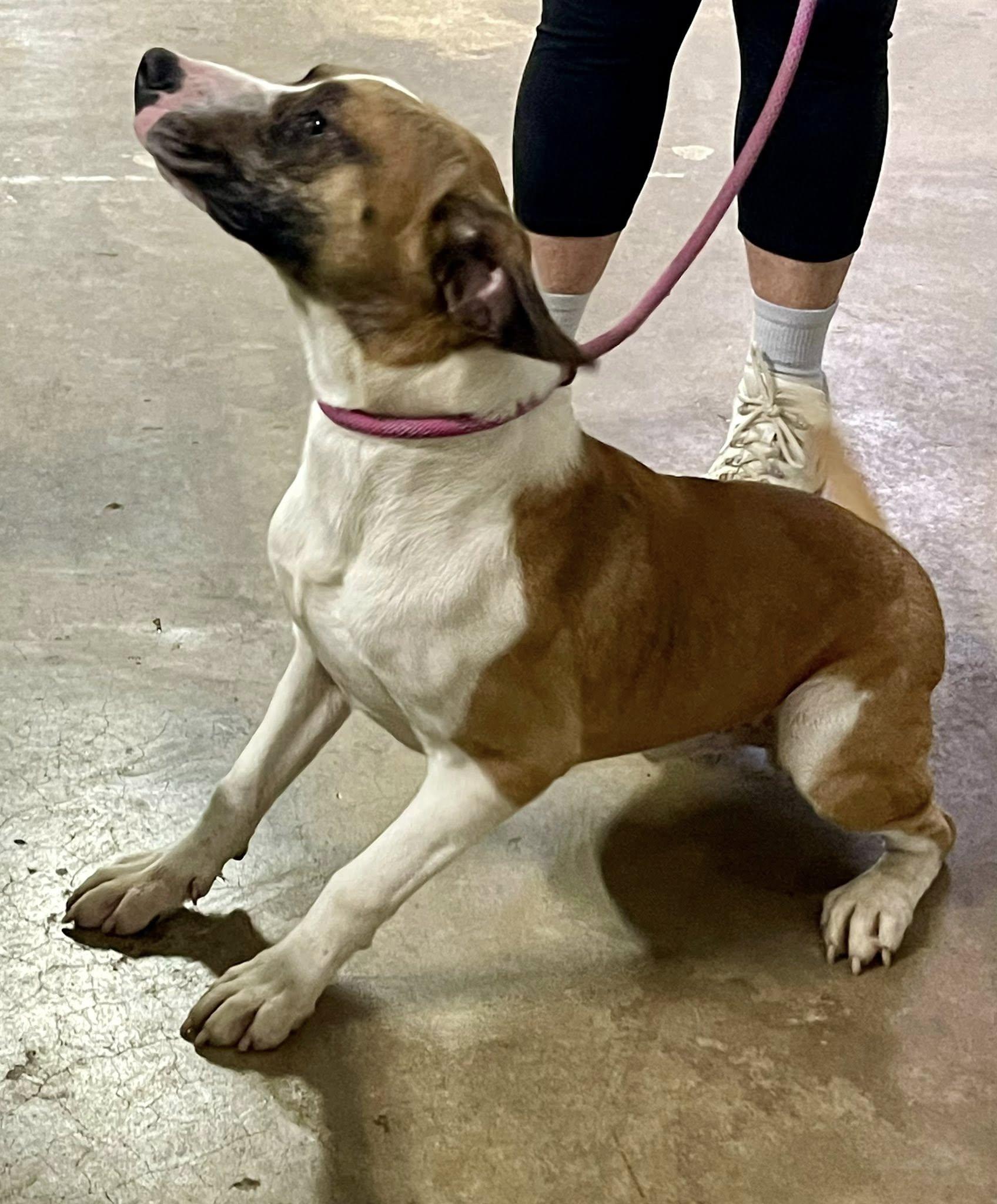 Enlarge Bruiser, an adopted Mixed Breed in Columbia, LA image 3/5