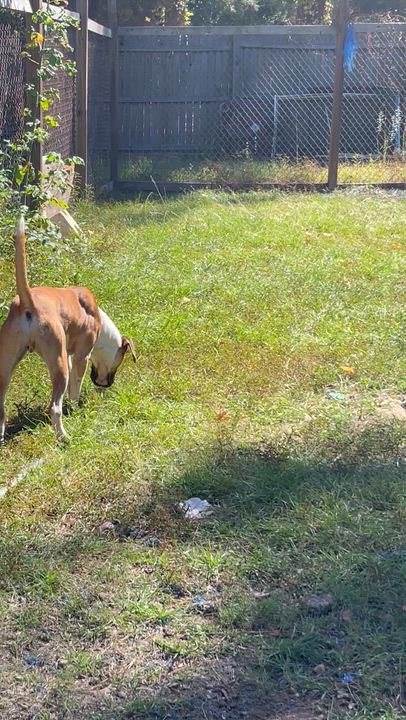 Enlarge Bruiser, an adopted Mixed Breed in Columbia, LA video 4/5