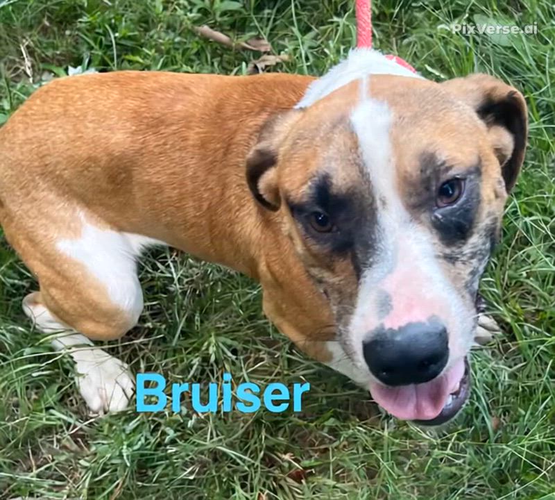 Enlarge Bruiser, an adopted Mixed Breed in Columbia, LA video 5/5