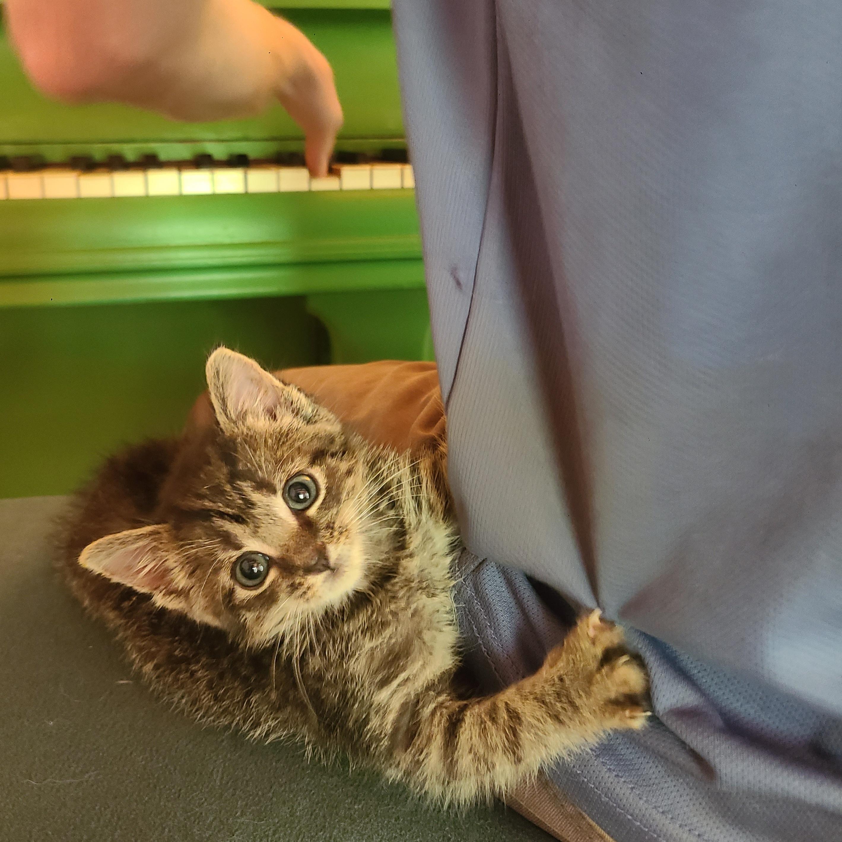 Nugget, Baby Male Domestic Short Hair