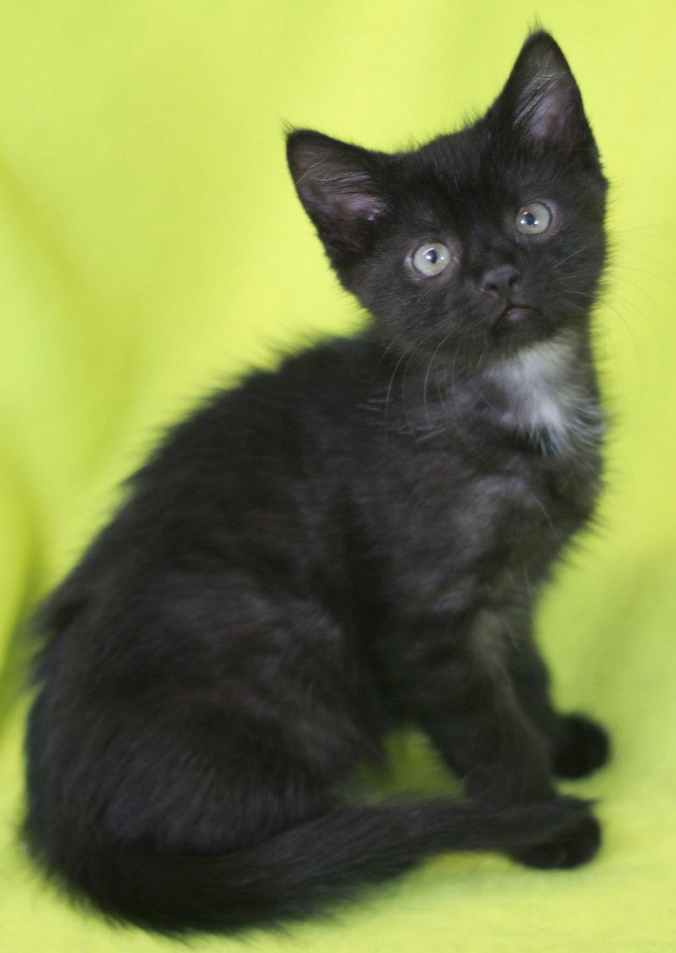 Kelly - READY for adoption after 5/22!, a Adoptable Domestic Short Hair in Cookeville, TN image 1/3