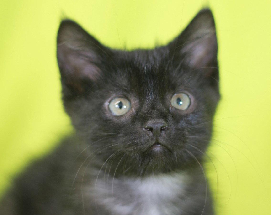Kelly - READY for adoption after 5/22!, a Adoptable Domestic Short Hair in Cookeville, TN image 2/3