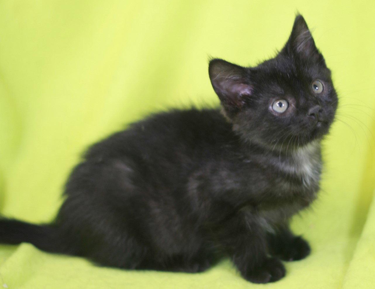 Kelly - READY for adoption after 5/22!, a Adoptable Domestic Short Hair in Cookeville, TN image 3/3
