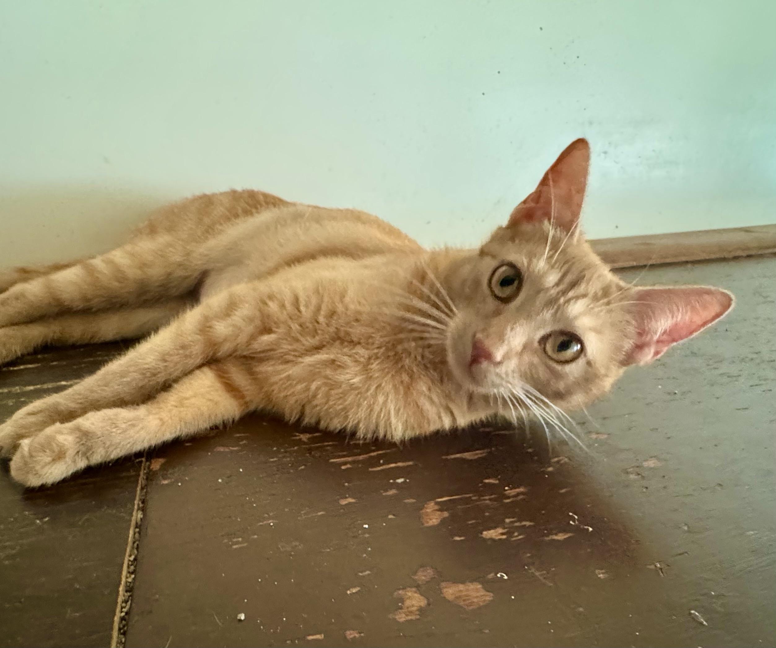 Shamrock, a Adoptable Domestic Short Hair in North Tonawanda, NY image 3/6