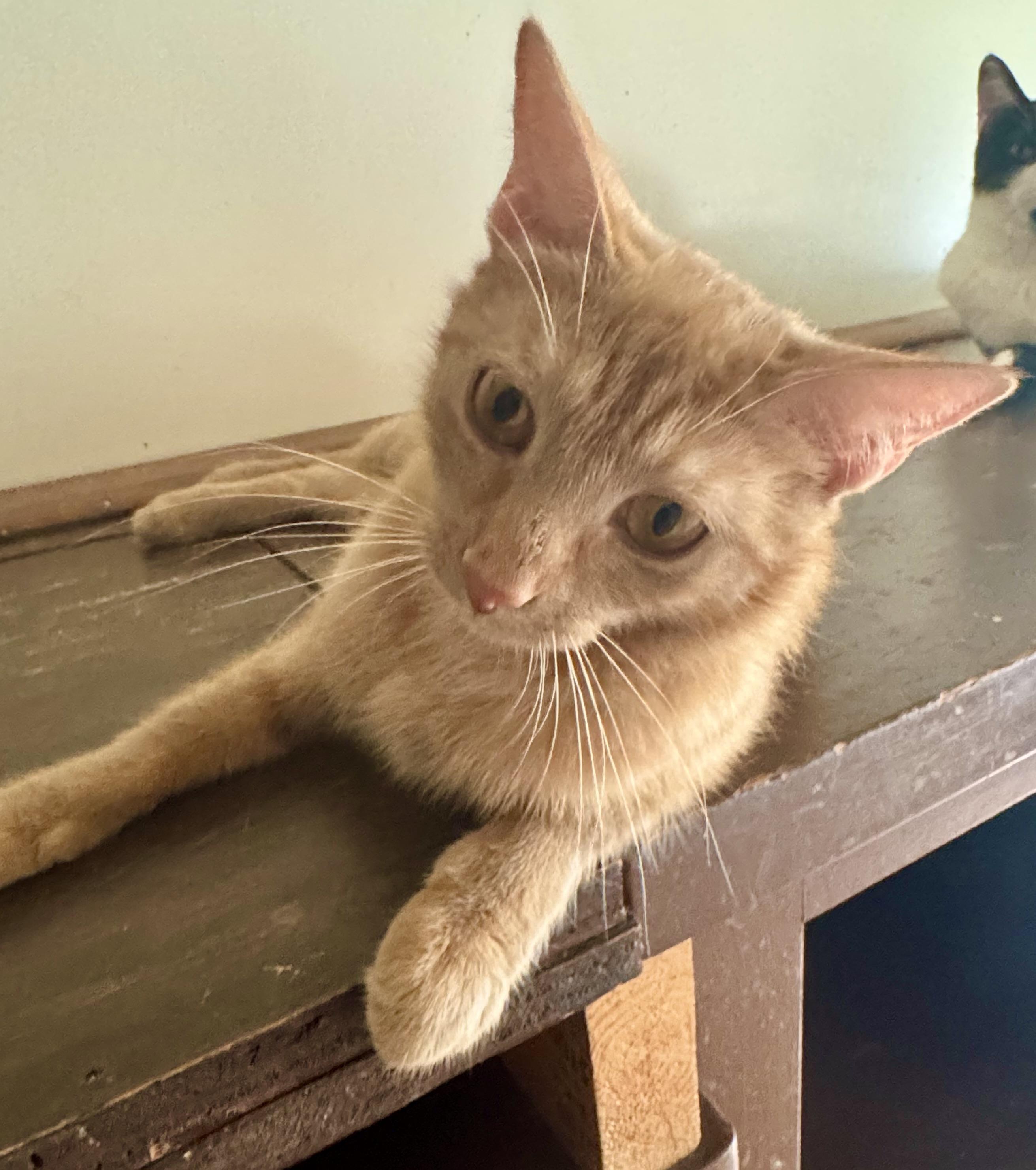 Shamrock, a Adoptable Domestic Short Hair in North Tonawanda, NY image 6/6