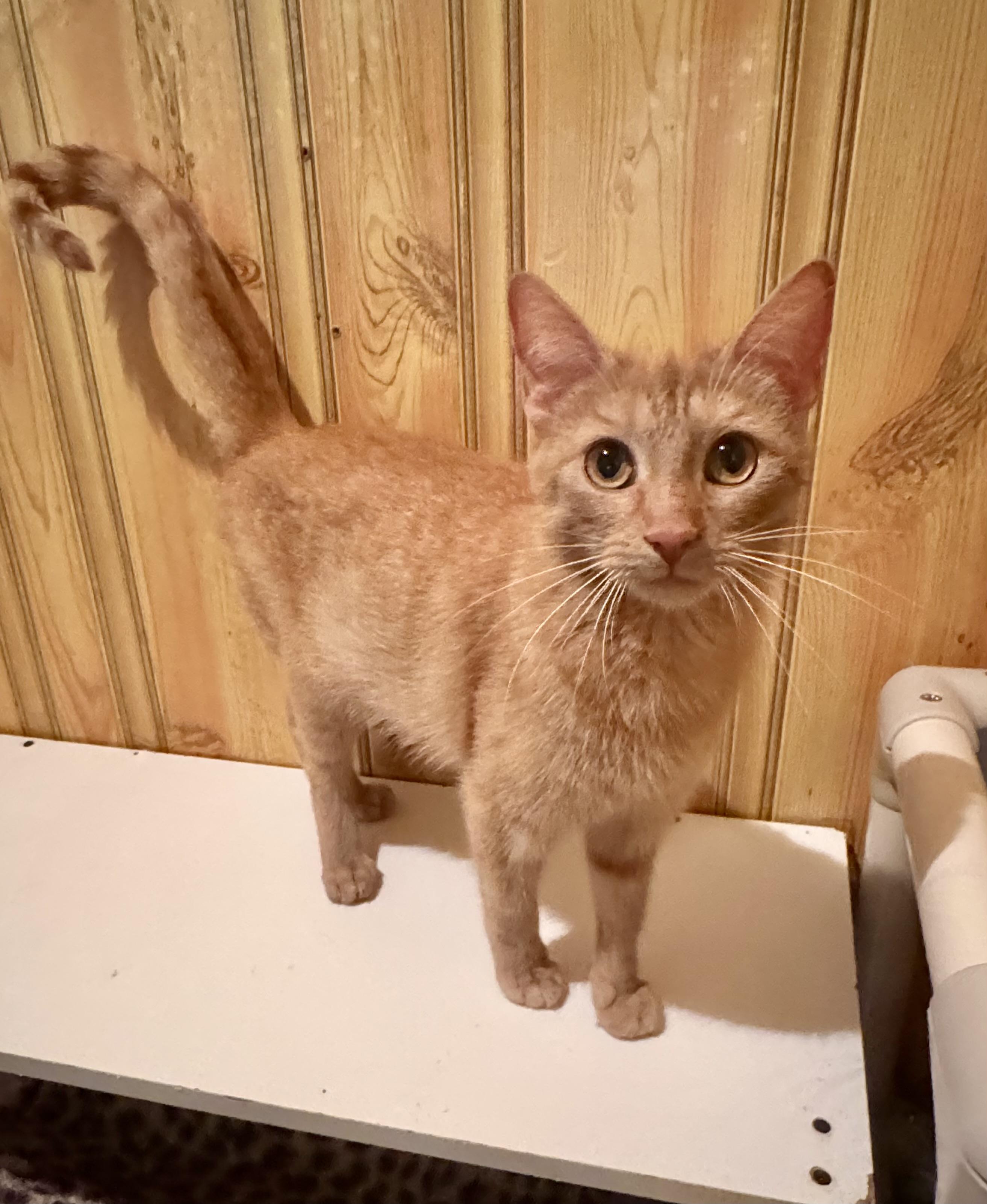 Shamrock, a Adoptable Domestic Short Hair in North Tonawanda, NY image 2/6