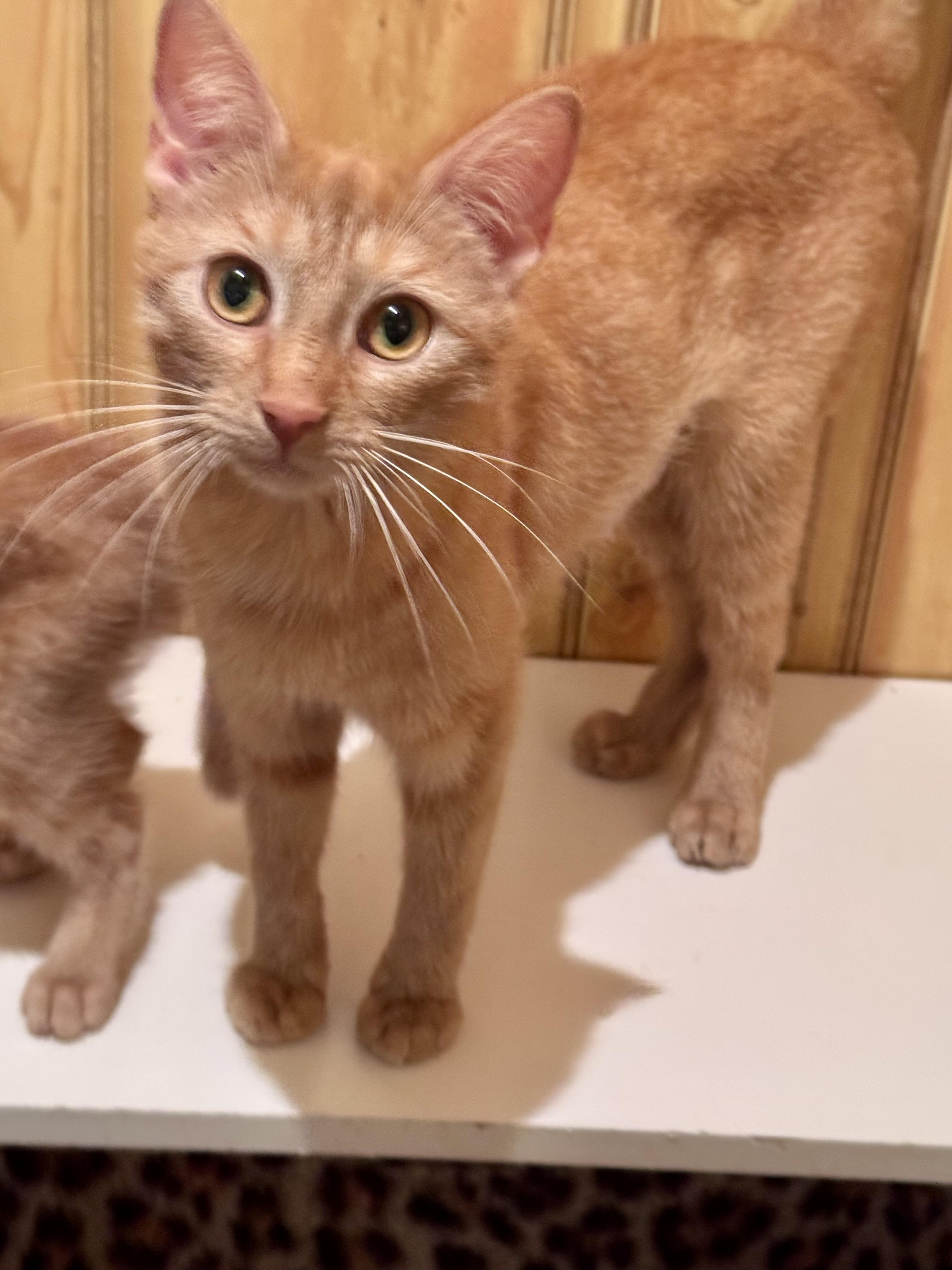 Shamrock, Adoptable, Adult Female Domestic Short Hair.