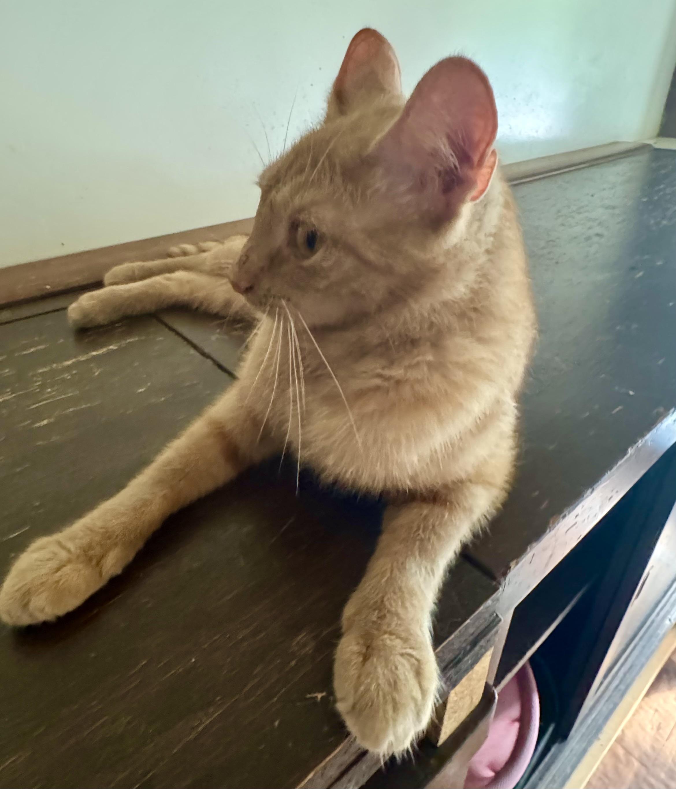 Shamrock, a Adoptable Domestic Short Hair in North Tonawanda, NY image 4/6