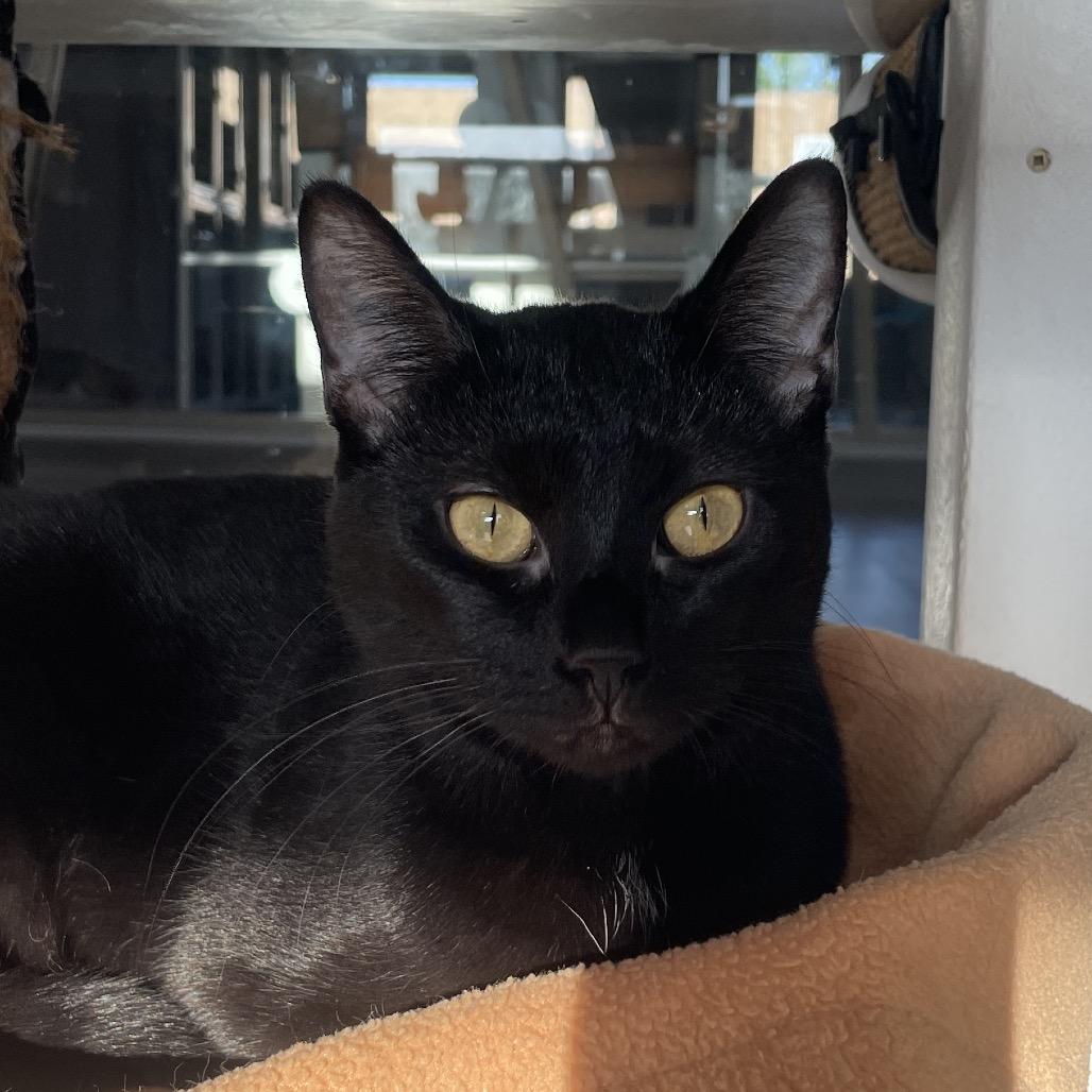 Feeney, Adoptable, Adult Female Domestic Short Hair.