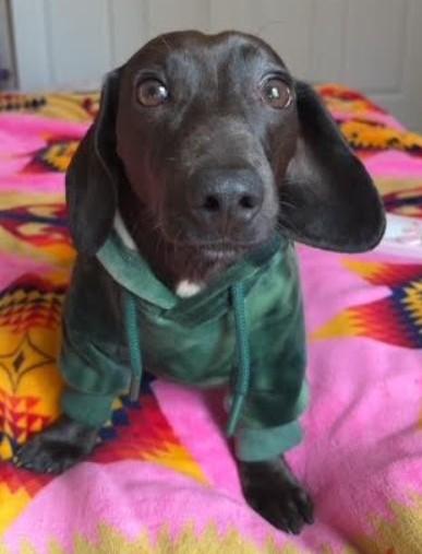 Dr. Dre, a Adopted Miniature Dachshund in Rochester, MN image 2/4