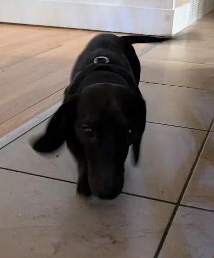 Dr. Dre, a Adopted Miniature Dachshund in Rochester, MN image 3/4